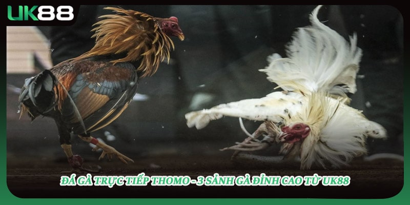 Đá Gà Trực Tiếp Thomo - 3 Sảnh Gà Đỉnh Cao Từ UK88