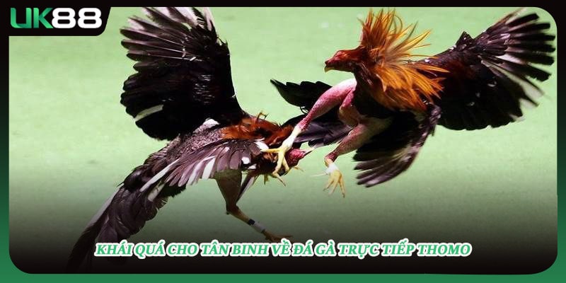 Khái quá cho tân binh về đá gà trực tiếp Thomo