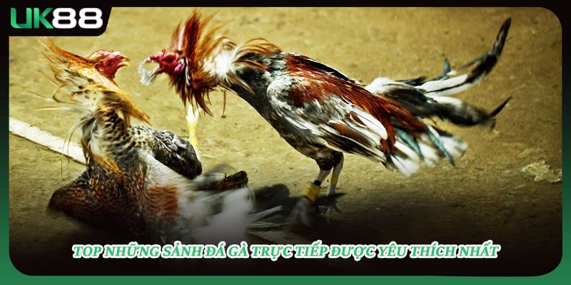 Top những sảnh đá gà trực tiếp được yêu thích nhất